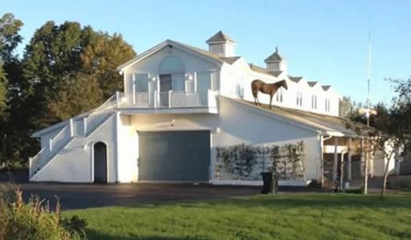 加拿大一赛马或因无聊上屋顶消磨时间