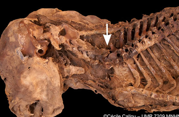 Close-up of the post mortem vertebral dislocation located between the sixth and