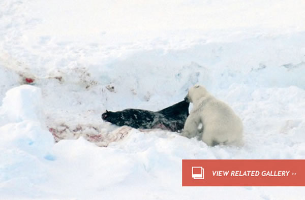 Polar Bears Dining on Strange, Toxic Seals