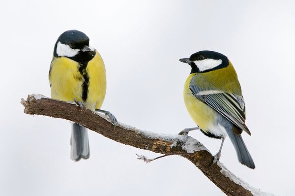 Great tits, like the birds above, have been the subject of decades-long populati