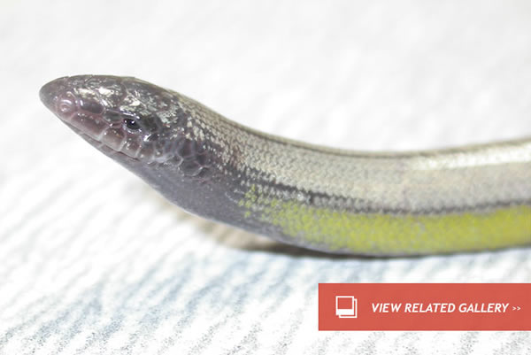 New Species of Legless Lizard Found at LAX