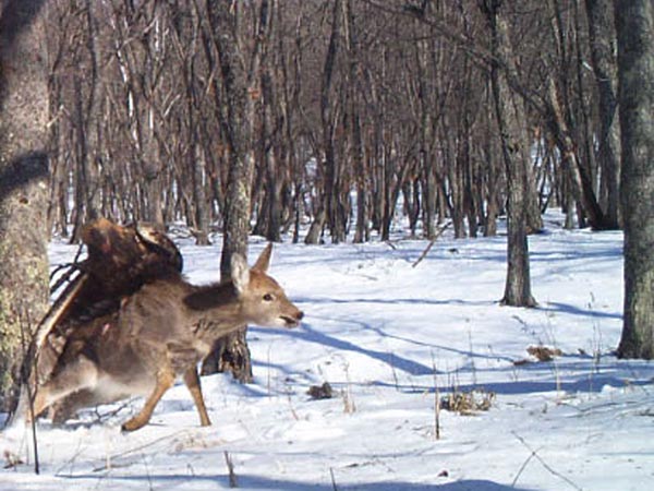 Rare Pictures: Golden Eagle Savages Russian Deer
