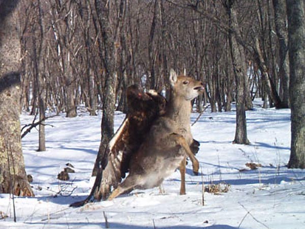 Rare Pictures: Golden Eagle Savages Russian Deer