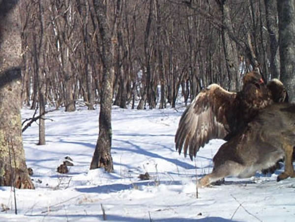 Rare Pictures: Golden Eagle Savages Russian Deer