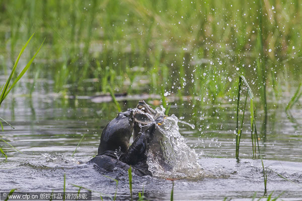 ӡ����ֻԵ��������̴�����