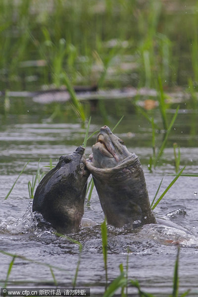 ӡ����ֻԵ��������̴�����