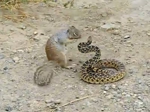 温驯松鼠发狂咬得大牛蛇落荒而逃