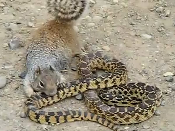 温驯松鼠发狂咬得大牛蛇落荒而逃