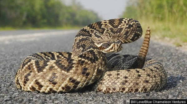 美国德州捕蛇人每天与响尾蛇近身搏斗