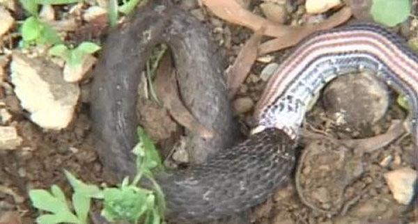 小蛇吞大蛇:台湾罕见“羽鸟氏带纹赤蛇”现身