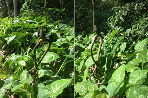 澳洲金圆蜘蛛猎杀褐色树蛇