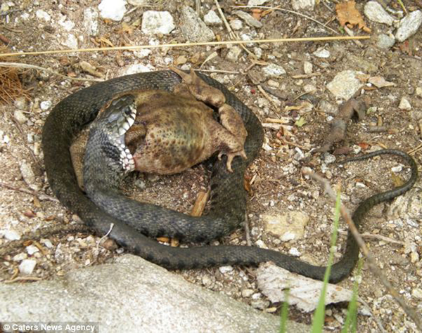 瑞士一条蛇吞大蟾蜍