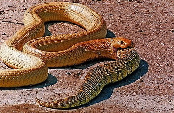 南非动物园眼镜蛇吞下大蝰蛇