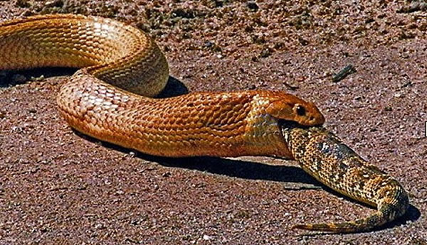 南非动物园眼镜蛇吞下大蝰蛇