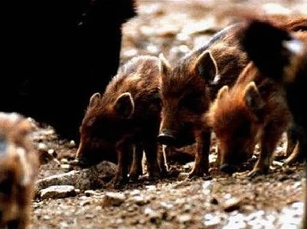 ���ص���̨WMAZ���㵽��Ұ��