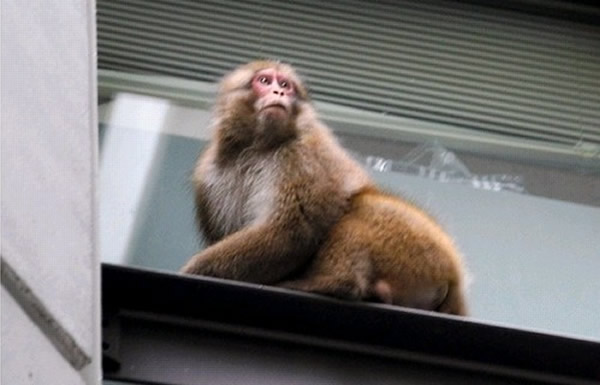 日本静冈县政府遭猴子闯入