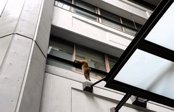 日本静冈县政府遭猴子闯入