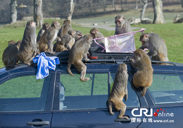 Ӣ�������ؿ�С���Ӳ�����������