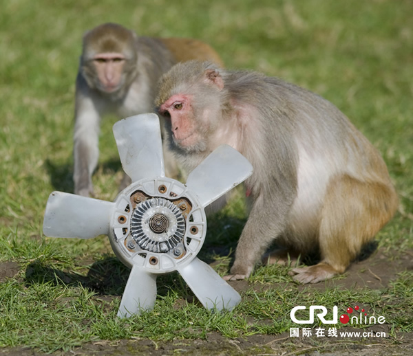 Ӣ�������ؿ�С���Ӳ�����������