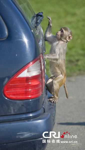 Ӣ�������ؿ�С���Ӳ�����������