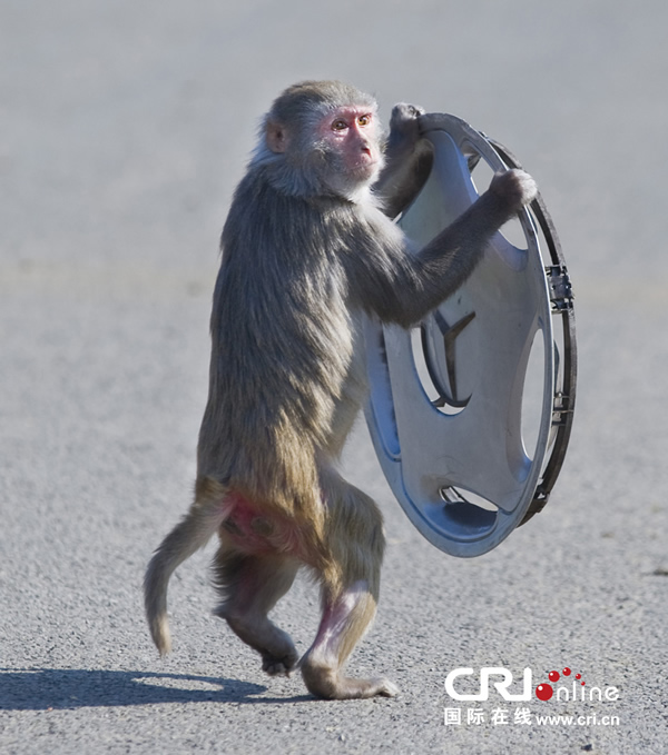 Ӣ�������ؿ�С���Ӳ�����������