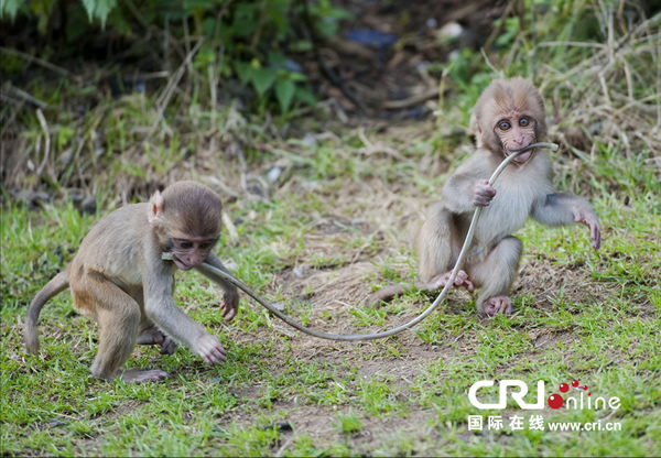 Ӣ�������ؿ�С���Ӳ�����������