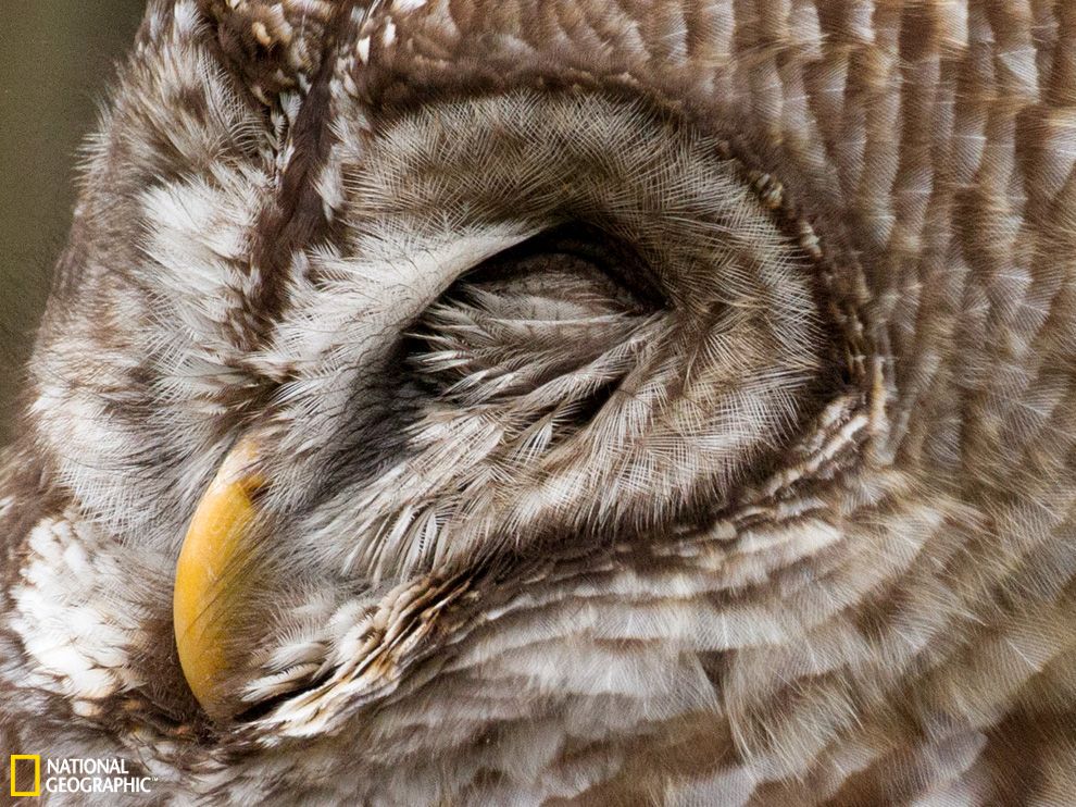 ��˯��èͷӥ