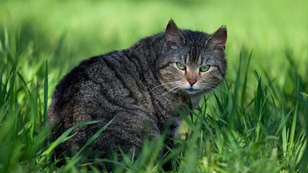 ����ÿ����37��ֻԭ����������èצ