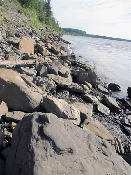 美国阿拉斯加州育空河沿岸发现数以千计的恐龙足迹化石