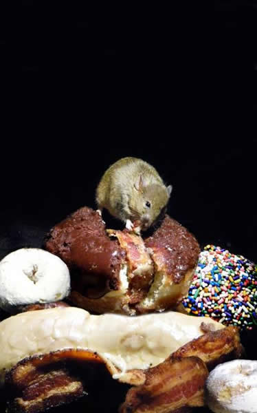 精心喂养的实验小鼠尽管已经有其能源需求的满足,仍吃着培根和甜甜圈。