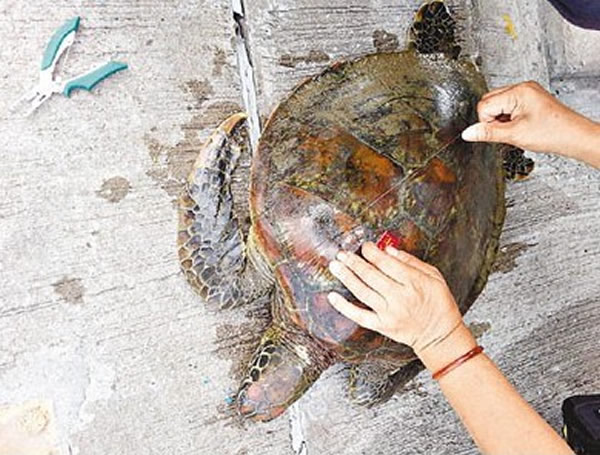 ������һֻ49���׳��̺���