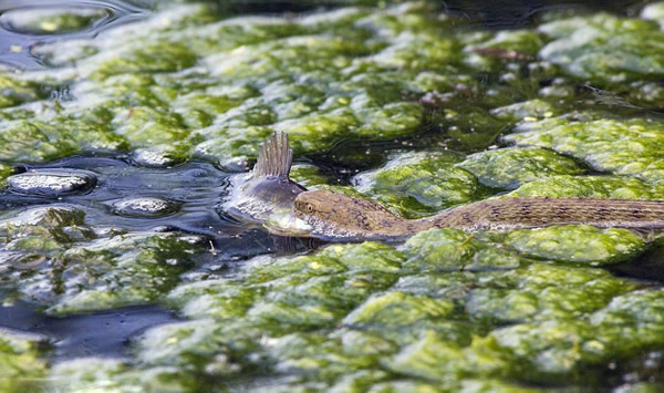 保加利亚池塘中一条蛇艰难吞食鲈鱼