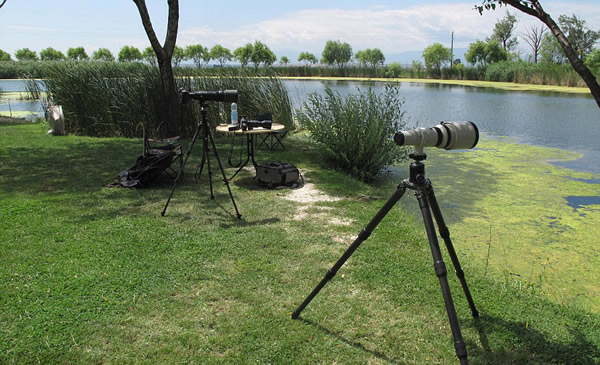 保加利亚池塘中一条蛇艰难吞食鲈鱼