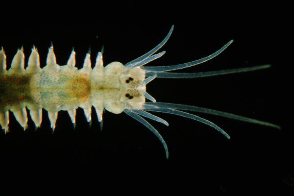 The head and front torso of a marine worm, Platynereis dumerilii.