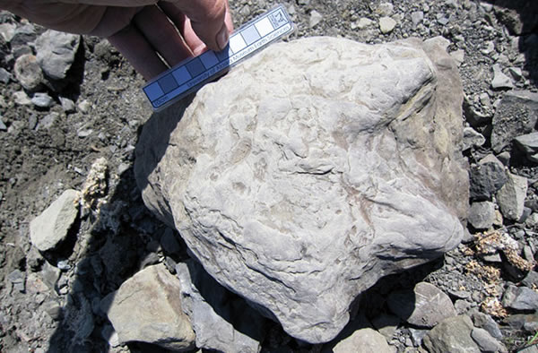 The dino tracks were preserved in