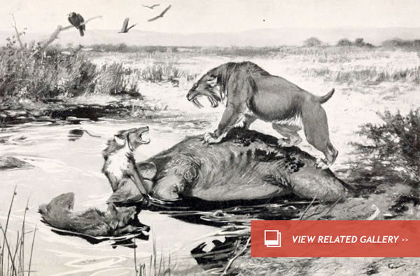 Humans Not off the Hook for Megafauna Extinction