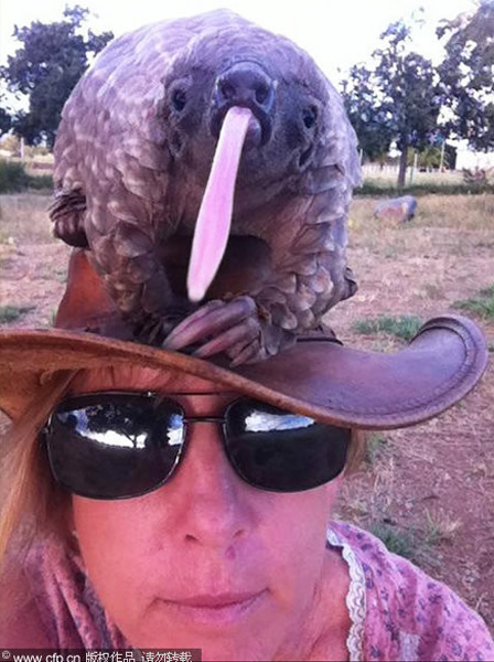 穿山甲的舌头居然这么长