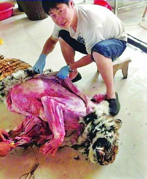 老虎被剥皮引起网友高度关注