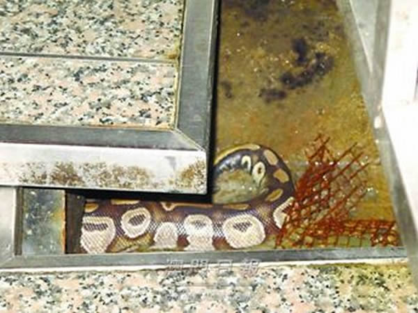 澳门饭店坑渠惊现蟒蛇