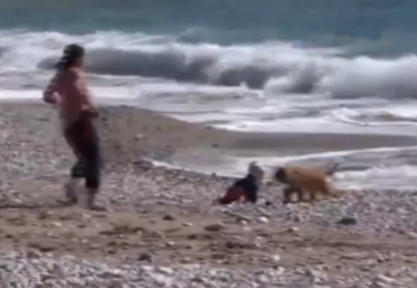土耳其一只小狗阻止婴儿爬到海里