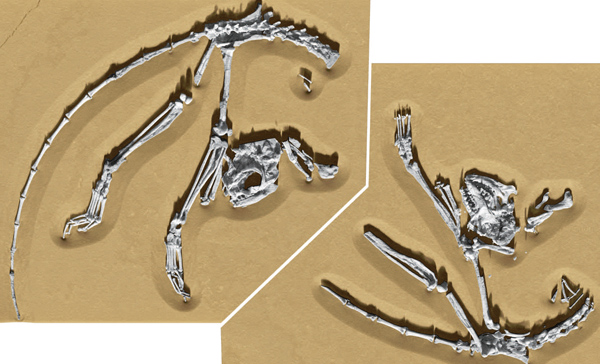 ��������˹�����Archicebus achilles����ʯ