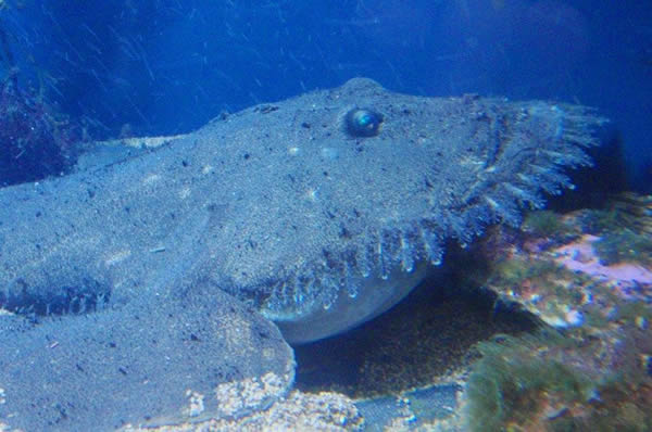 鮟鱇鱼产卵时会创造一种奇特的美丽