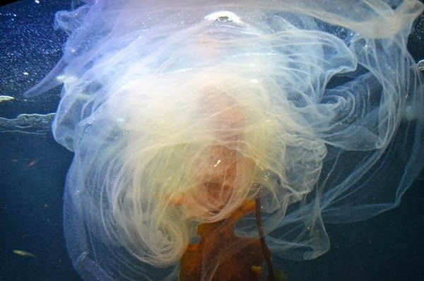 鮟鱇鱼产卵时会创造一种奇特的美丽