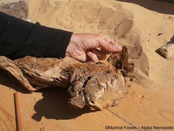 考古学家在一座公元前15世纪的古埃及坟墓中发现过一幅画,上面有一只类似鬣狗的动物,这或许是关于蜱虫最古老的描绘。