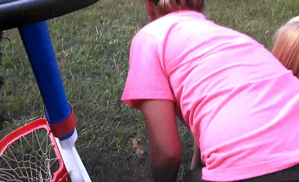 美国被救助的小野兔刚放生瞬间就被老鹰俯冲叼走