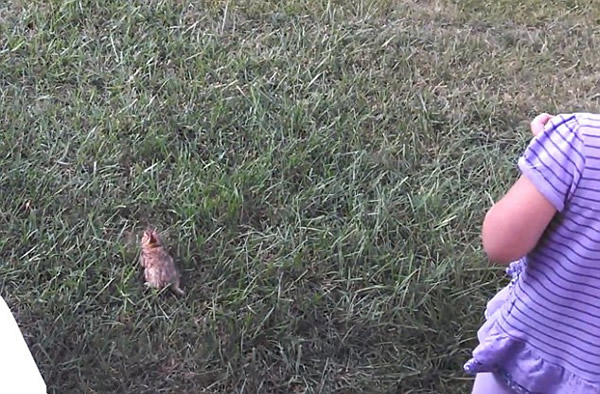 美国被救助的小野兔刚放生瞬间就被老鹰俯冲叼走