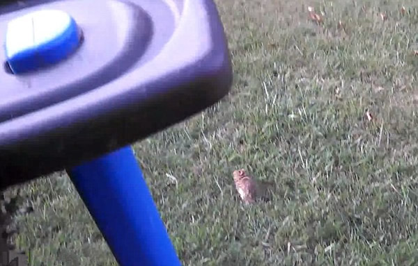 美国被救助的小野兔刚放生瞬间就被老鹰俯冲叼走