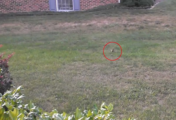 美国被救助的小野兔刚放生瞬间就被老鹰俯冲叼走