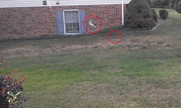 美国被救助的小野兔刚放生瞬间就被老鹰俯冲叼走