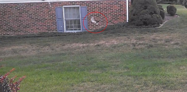 美国被救助的小野兔刚放生瞬间就被老鹰俯冲叼走